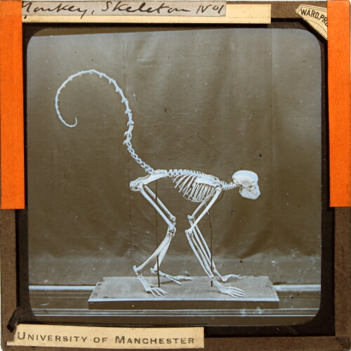 Monkey, Skeleton No. 1