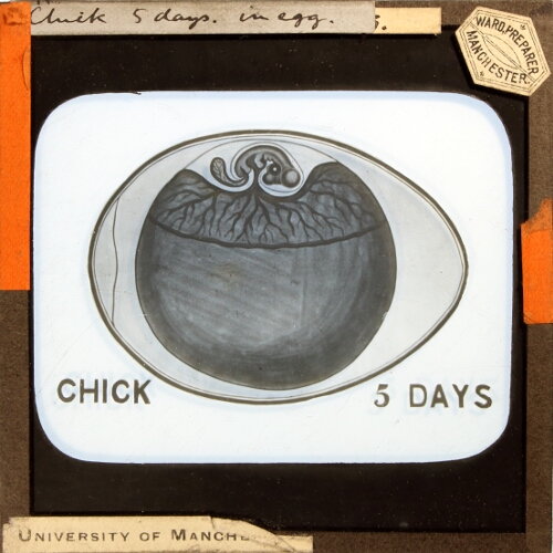 Chick, 5 days, in egg