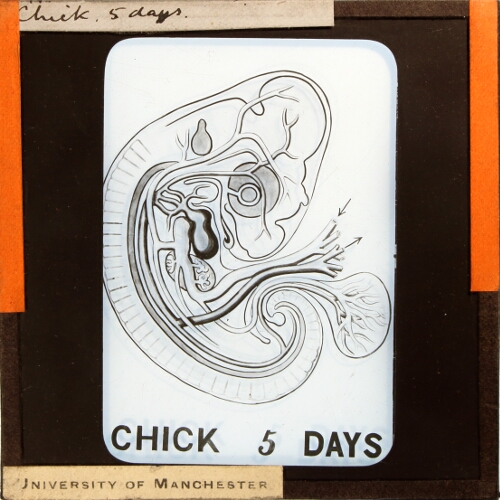 Chick, 5 days