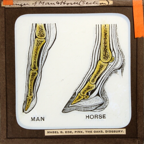 Finger of Man and Horse (Section)