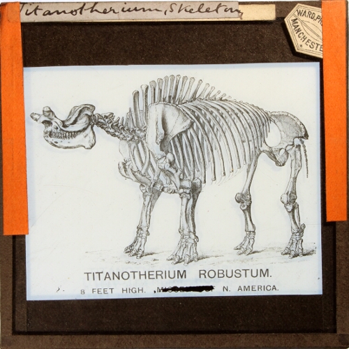 Titanotherium, Skeleton