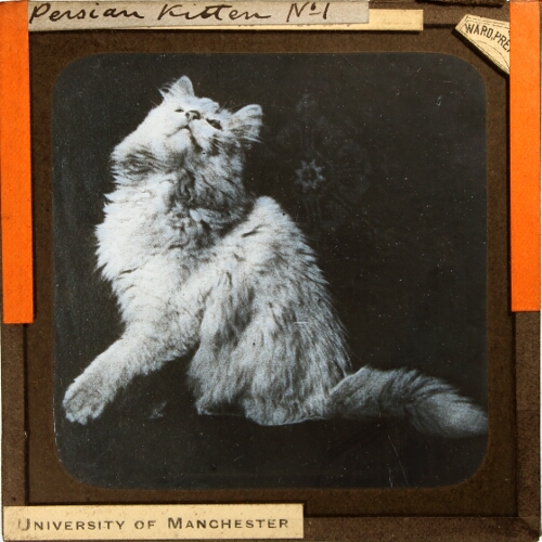 Persian Kitten No. 1