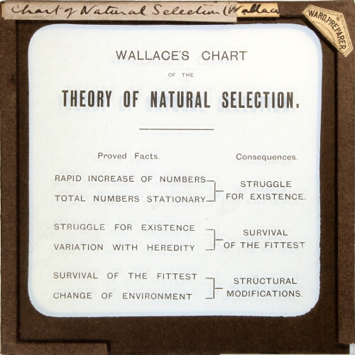 Wallace's Chart of the Theory of Natural Selection