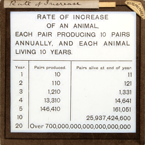 Rate of Increase of an Animal