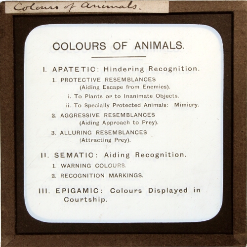 Colours of Animals