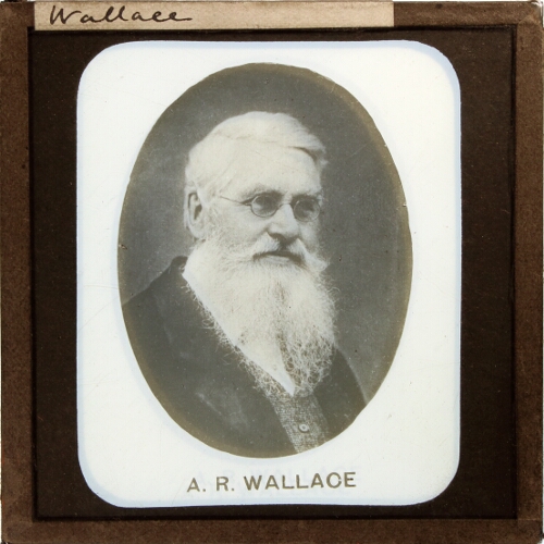 A.R. Wallace