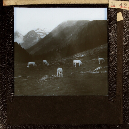 Val Lutour, Cattle