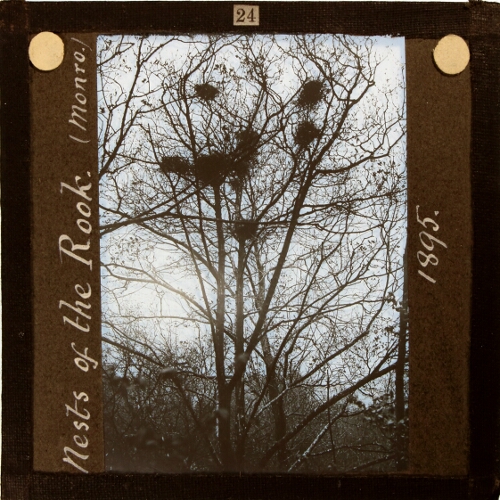 Nests of the Rook (Monro)