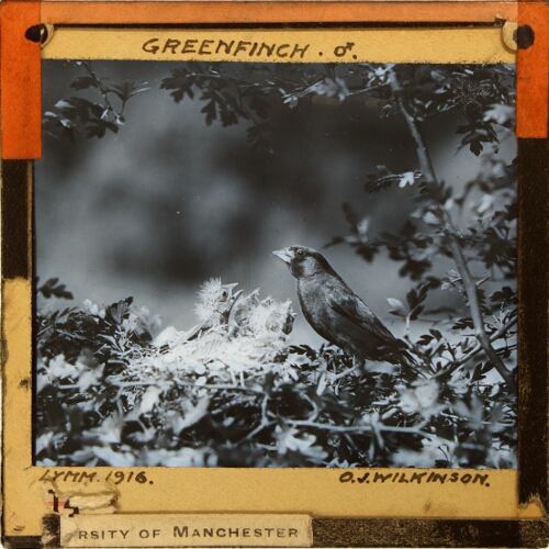 Greenfinch, male, Lymm 1916