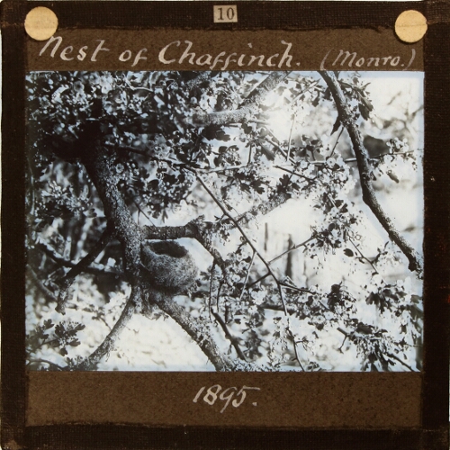 Nest of Chaffinch (Monro), 1895