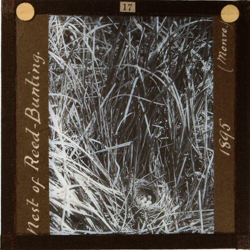 Nest of Reed-Bunting (Monro), 1895