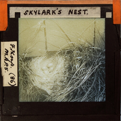 Skylark's Nest