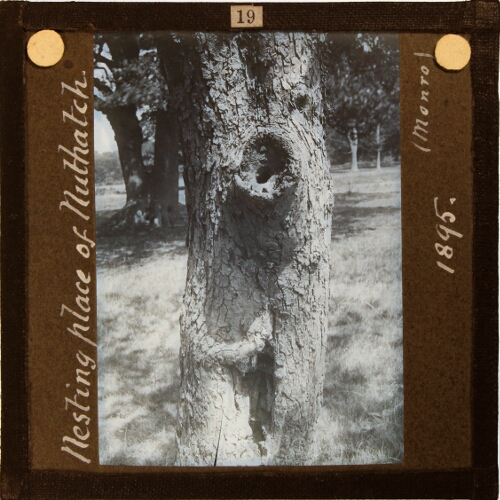 Nesting place of Nuthatch (Monro), 1895