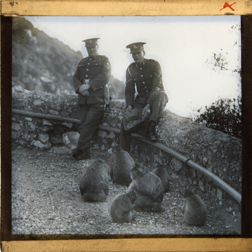 Gibraltar, Soldiers and Baboons