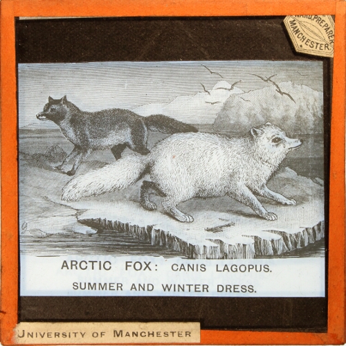 Arctic Fox: Canis Lagopus. Summer and Winter Dress