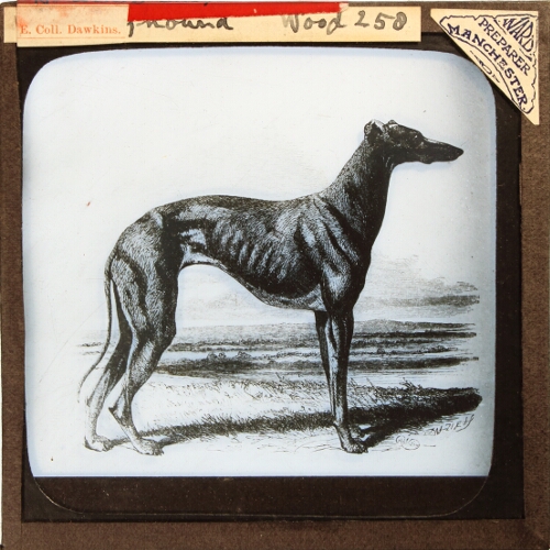 Greyhound -- Wood 258