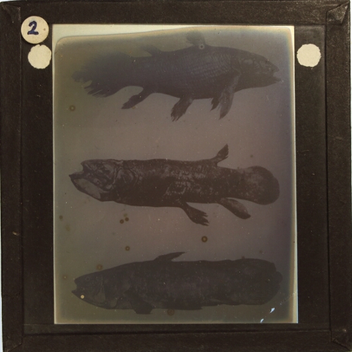 Three views of coelocanth or similar fish