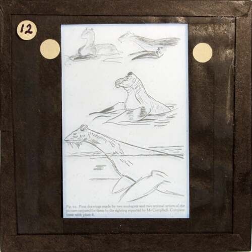 Four drawings made by two zoologists and two animal artists of the picture conjured for them by the sighting reported by Mr Campbell
