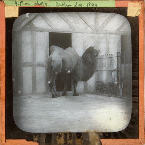 Bactrian Camel, Dublin Zoo, 1899
