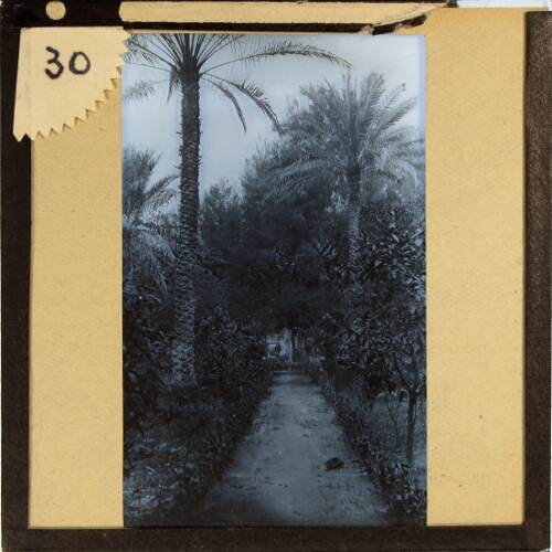 Pathway in garden with palm trees