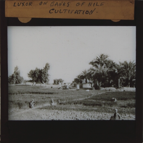 Luxor on Banks of Nile -- Cultivation