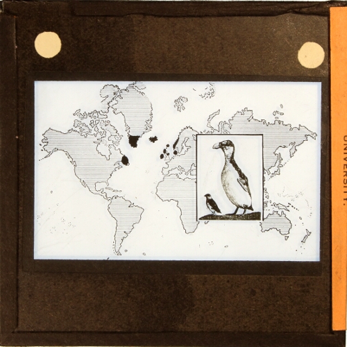 World map showing distribution of great auk and little auk
