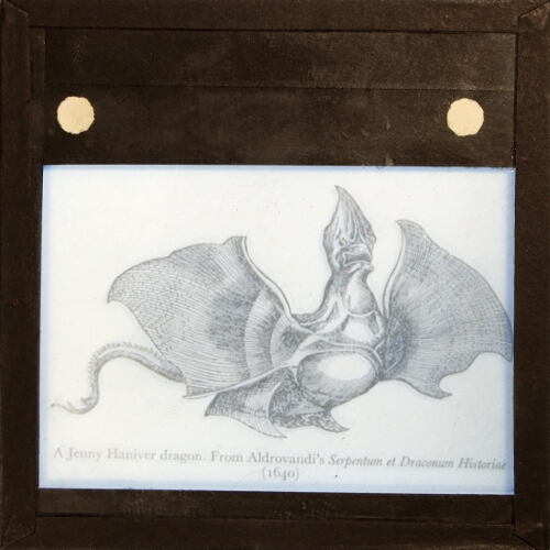 A Jenny Haniver dragon