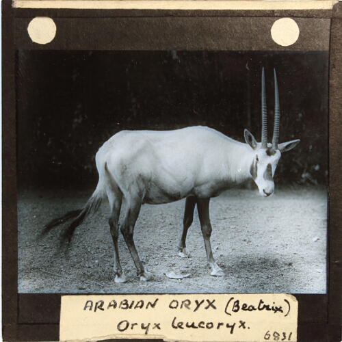Arabian Oryx (Beatrix), Oryx leucoryx
