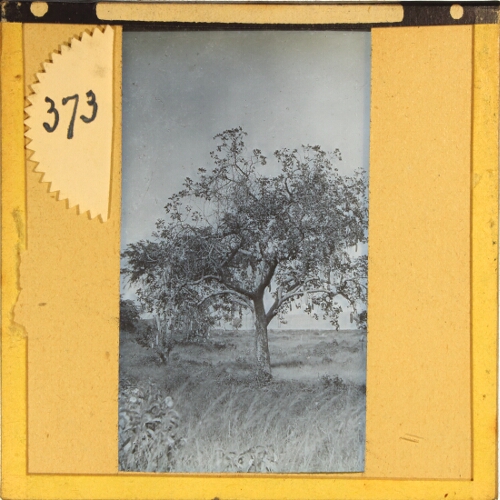Tree in rural landscape
