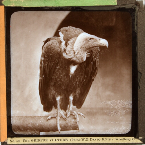 The Griffon Vulture