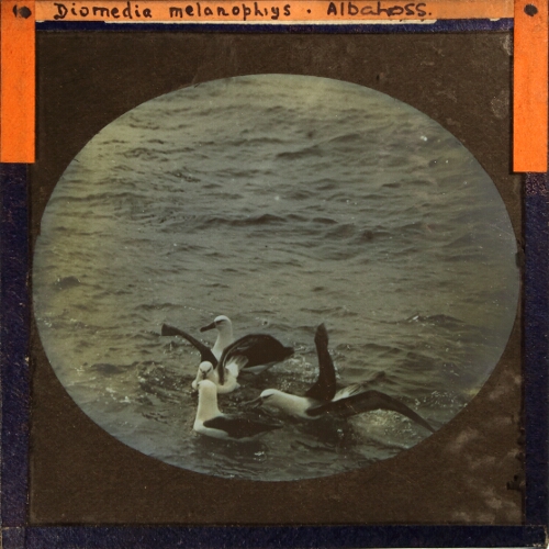Diomedia melanophrys -- Albatross
