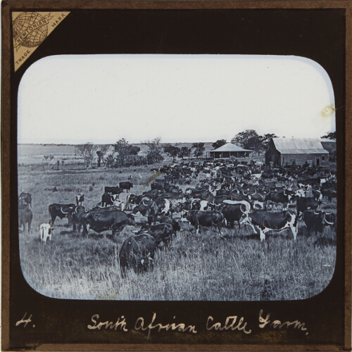 South African Cattle Farm, near Newcastle