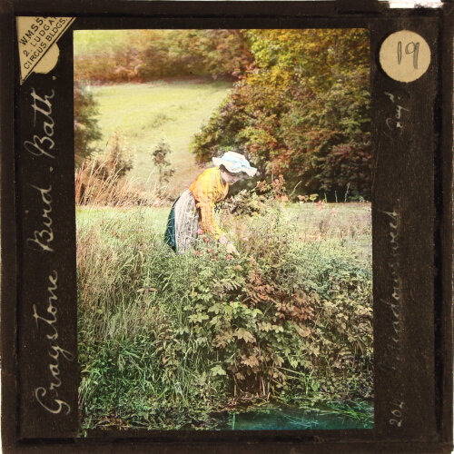 Meadowsweet