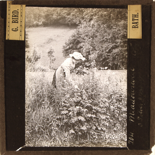 Meadowsweet