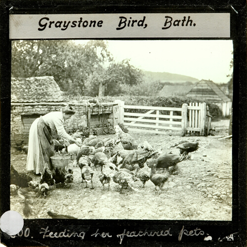 Feeding Her Feathered Pets