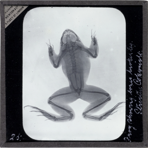 Frog, showing bones, broken leg
