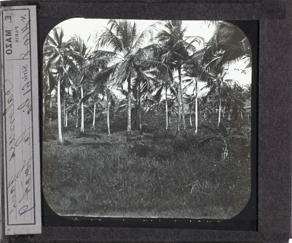 Palmiers dans la forêt – secondary view of slide