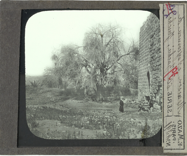 Maison et sycomore de Zachée – secondary view of slide