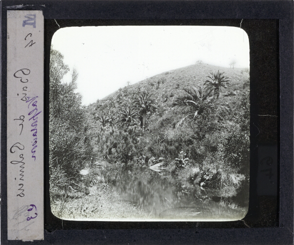 Bois de Palmiers – secondary view of slide