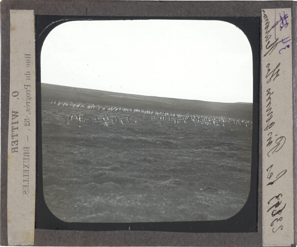 Les Pinguins, Iles Malouines – secondary view of slide
