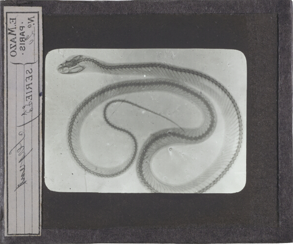 Serpent – secondary view of slide