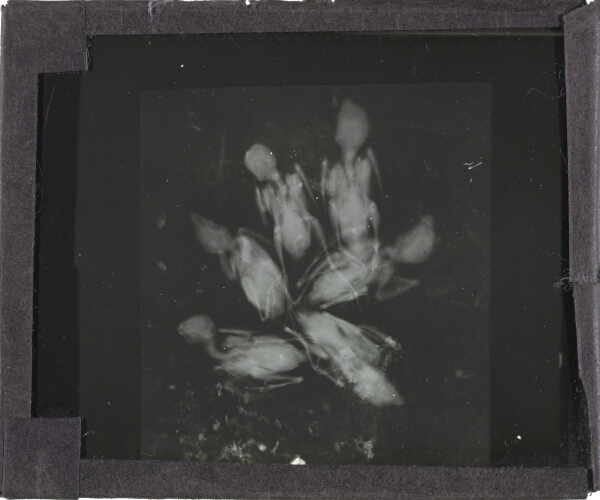 X-Ray photograph of group of six birds