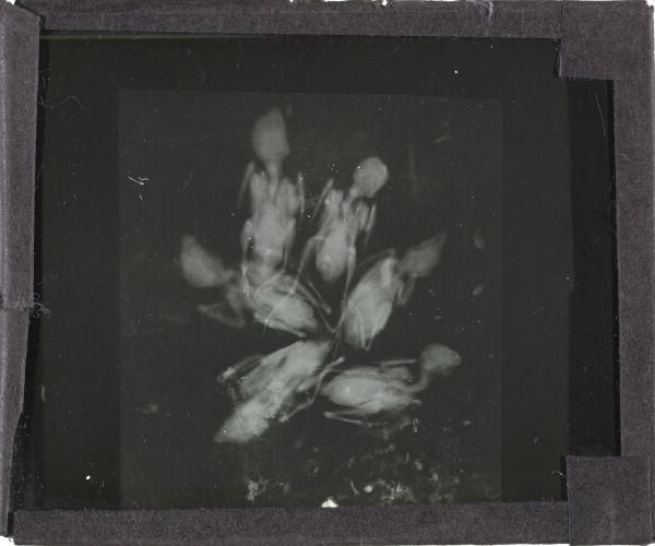 X-Ray photograph of group of six birds – secondary view of slide