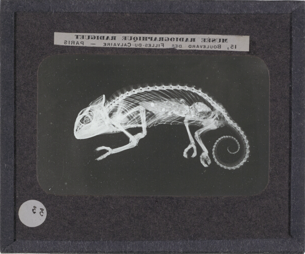Chameleon – secondary view of slide