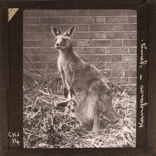 Kangaroo and young