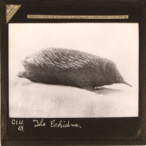 The Echidna