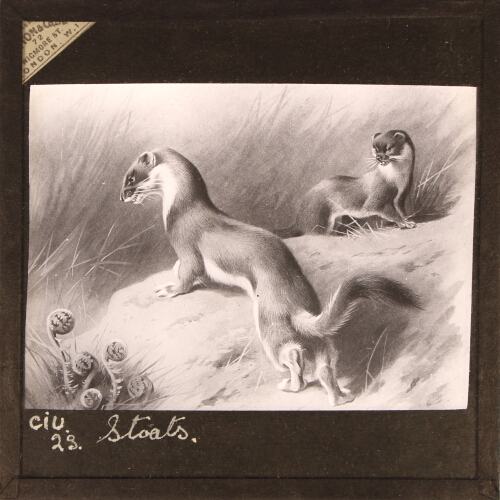 Stoats