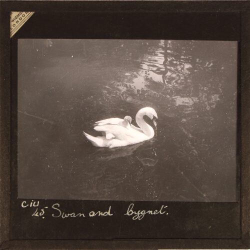 Swan and Cygnet