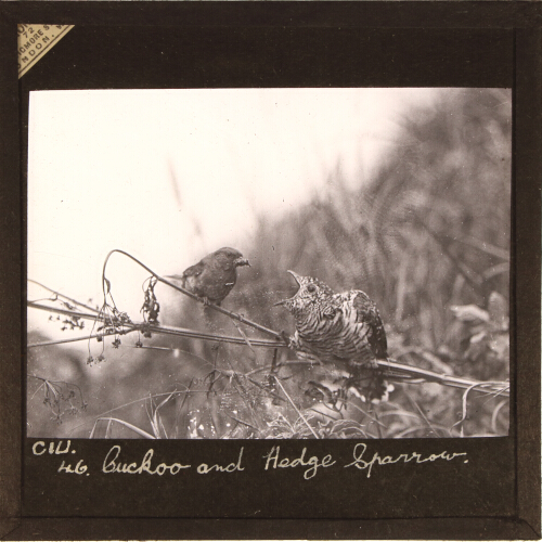 Cuckoo and Hedge Sparrow