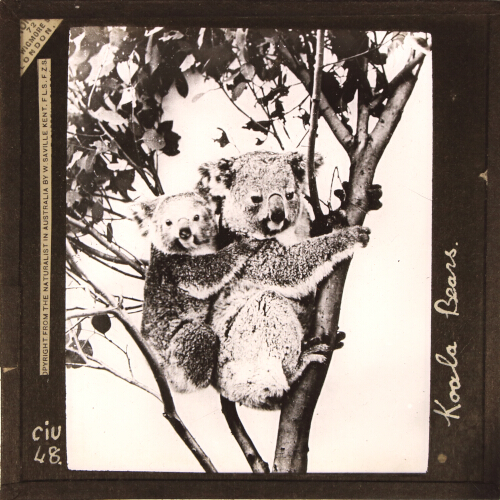 Koala Bears